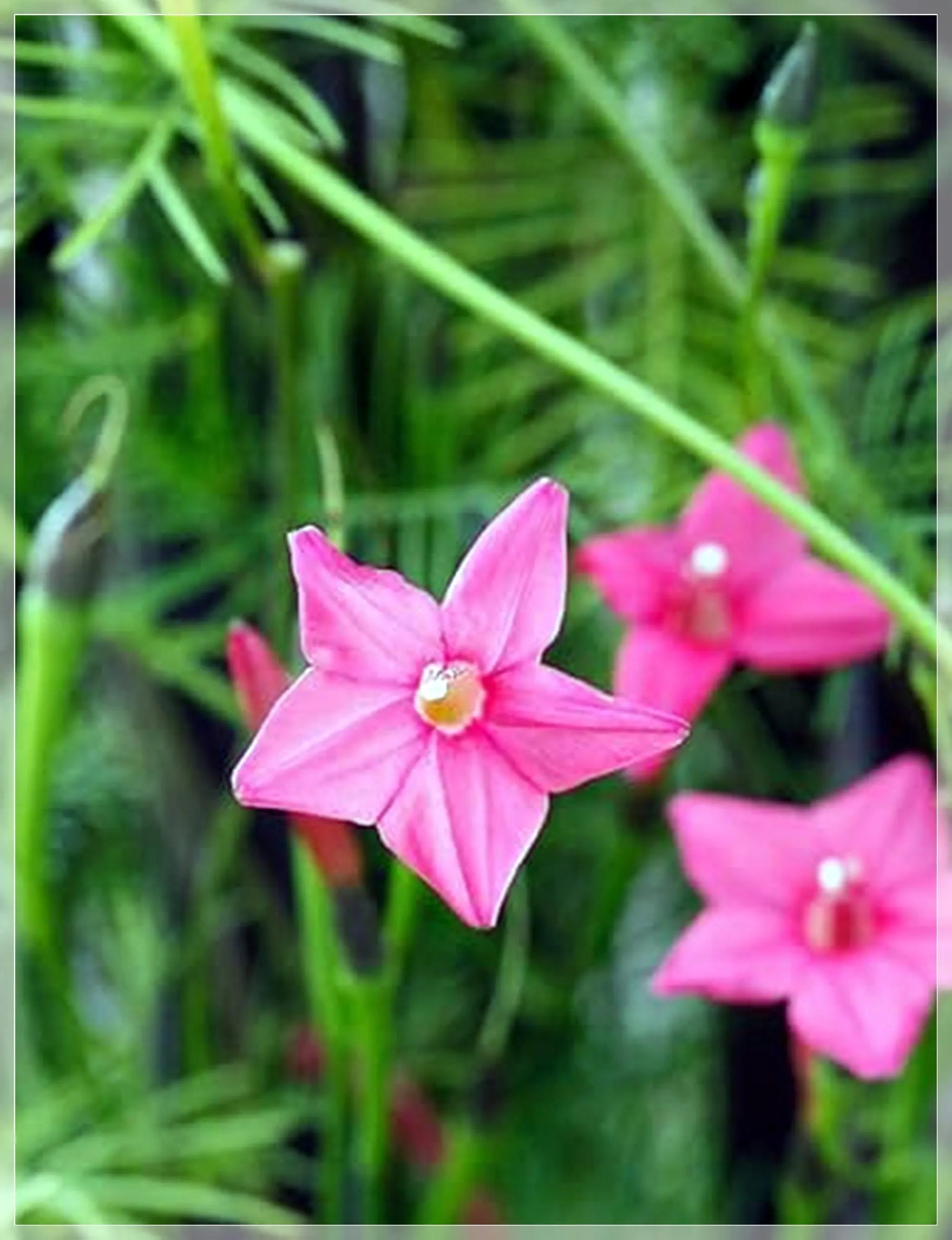 Malope Vulcan Flower Seeds for Planting – Heirloom, Non-GMO, Long Bloom Season Garden Seeds