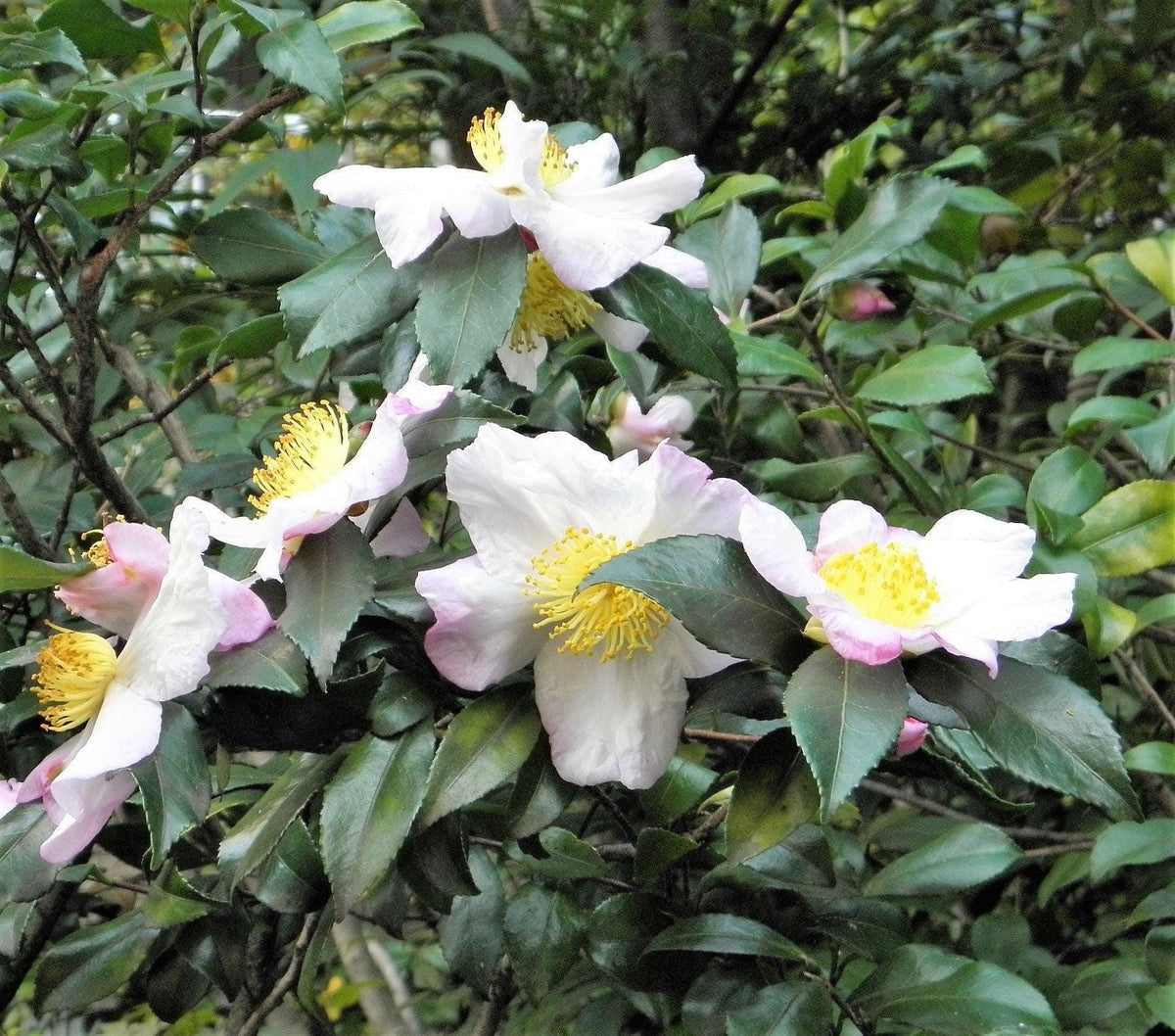 Green Camellia Sinensis Flower seeds blooming in flower beds, containers, borders, and pollinator-friendly gardens