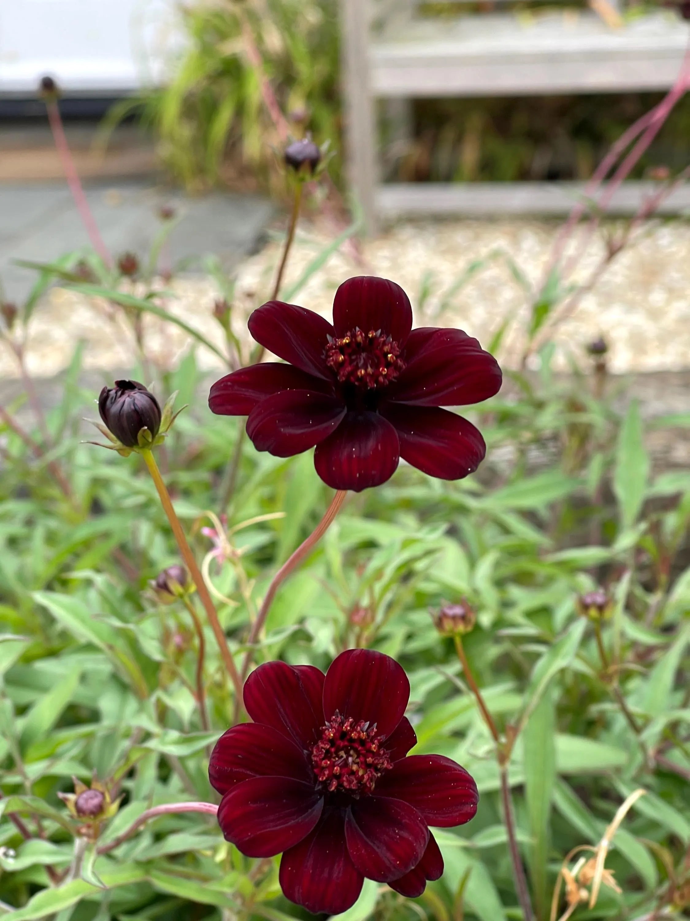Chocolate Clematis Flower seeds for Planting - Compact Growth, Heirloom & GMO Free Seeds for Home Garden