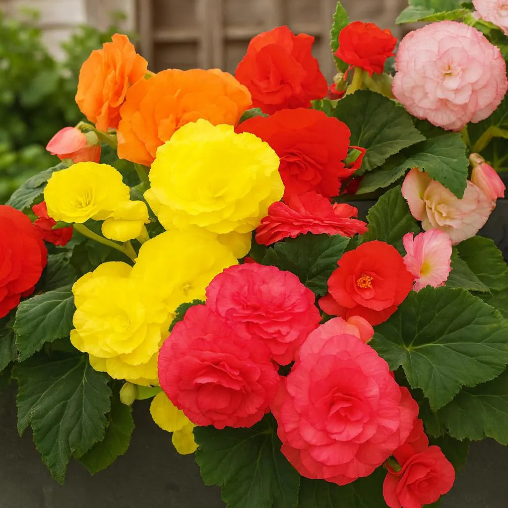 Begonia Nonstop Flower Planting Seeds for Vibrant Blooms - Perfect for Gardens and Containers - Evergrowseeds