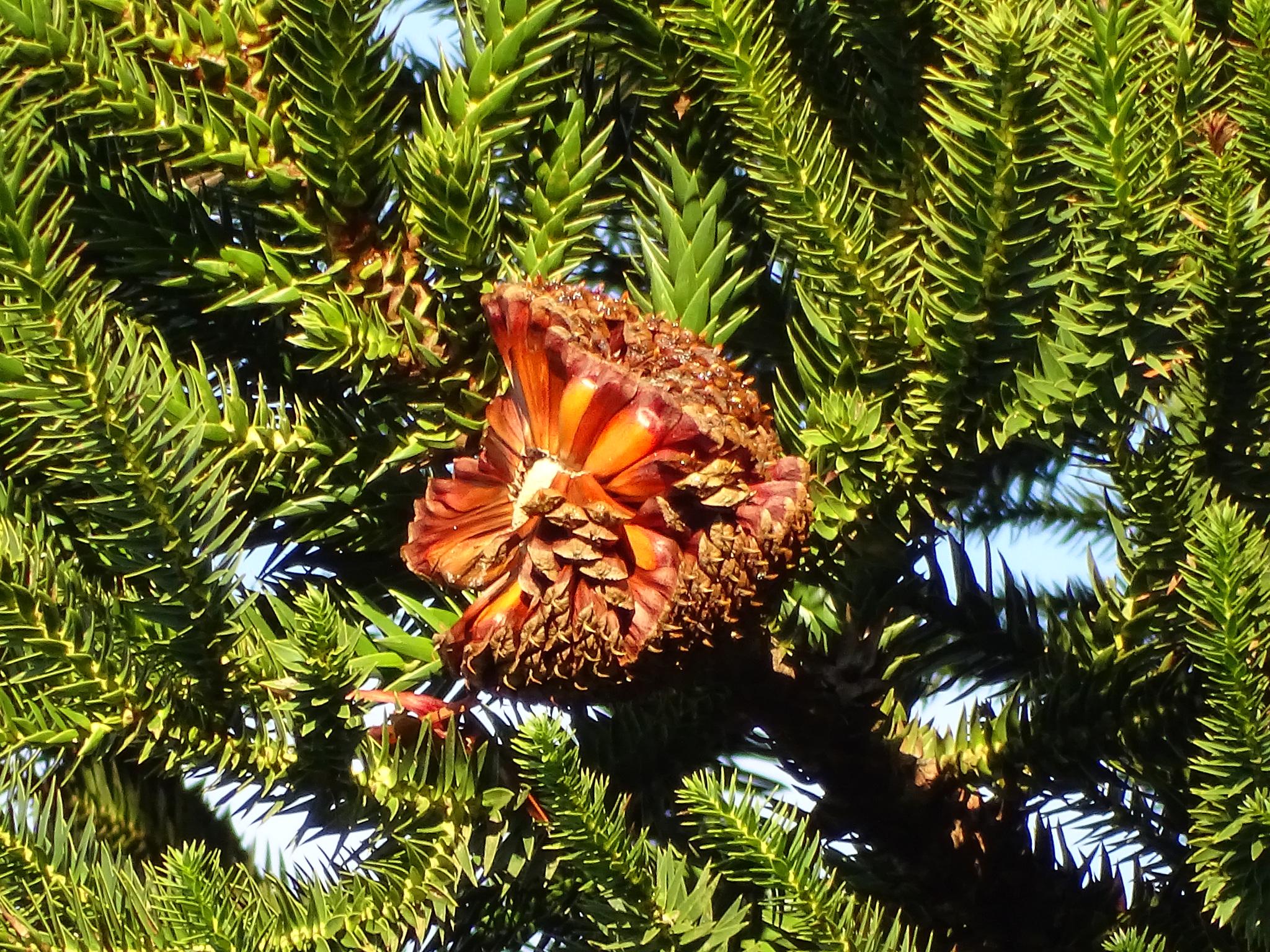 Araucaria Seeds: Complete Planting Guide