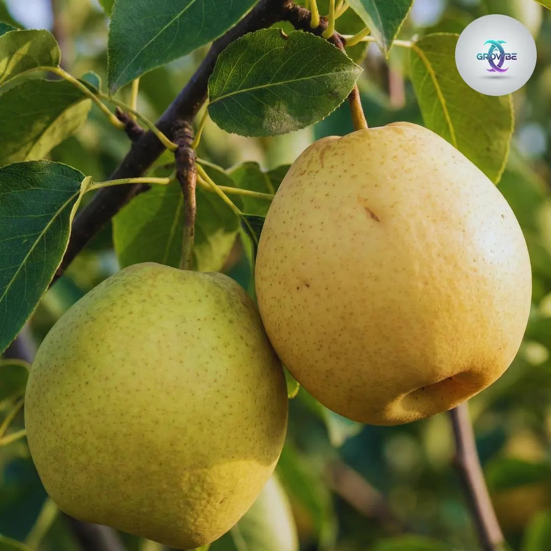 Yellow Pyrus Pyrifolia Fruit for Planting - Seeds for Thriving Orchards and Sweet Treats