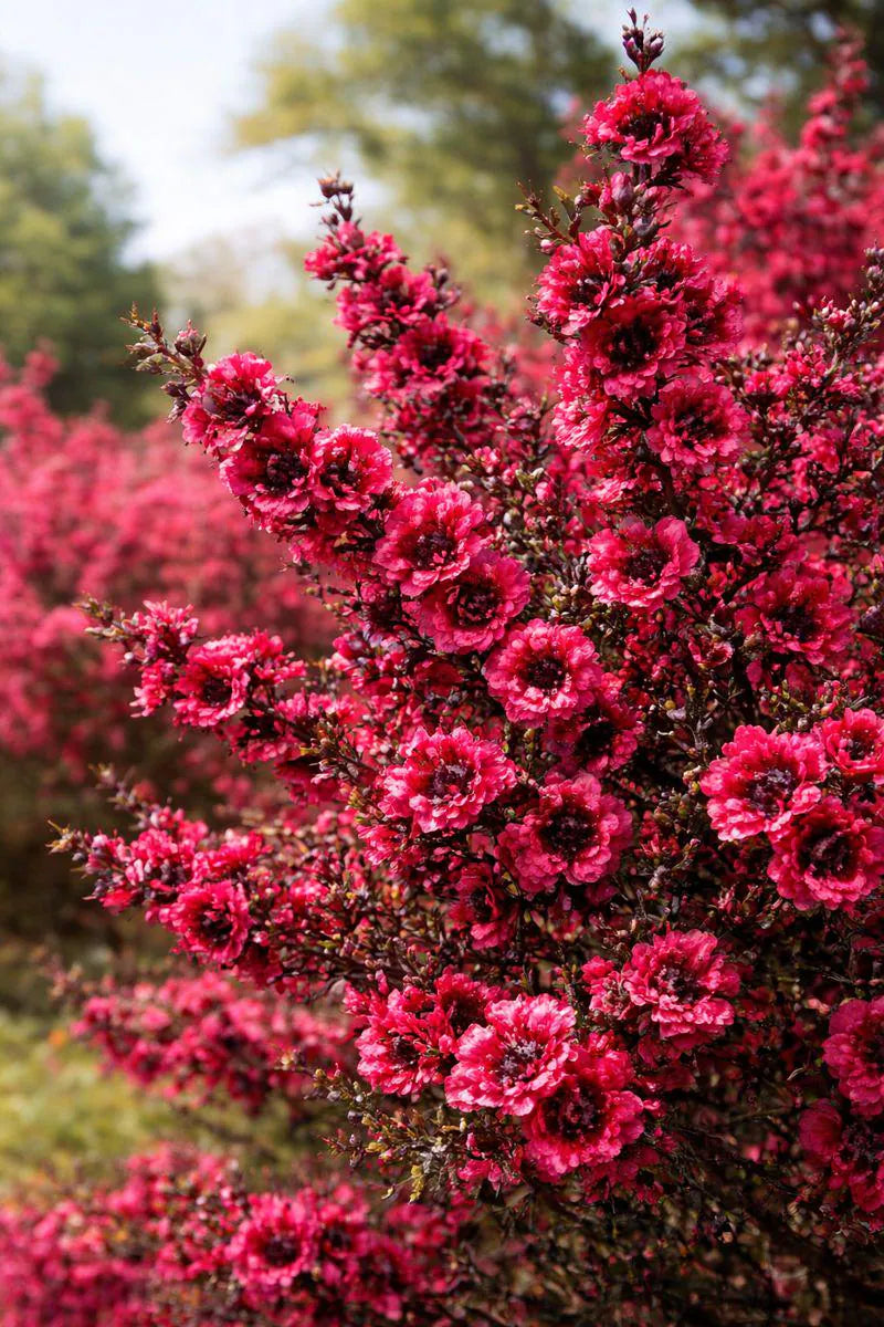 Pink Manuka Honey Teatree Leptospermum Scoparium Flower seeds for Planting - Colorful Display, Heirloom & GMO Free Seeds