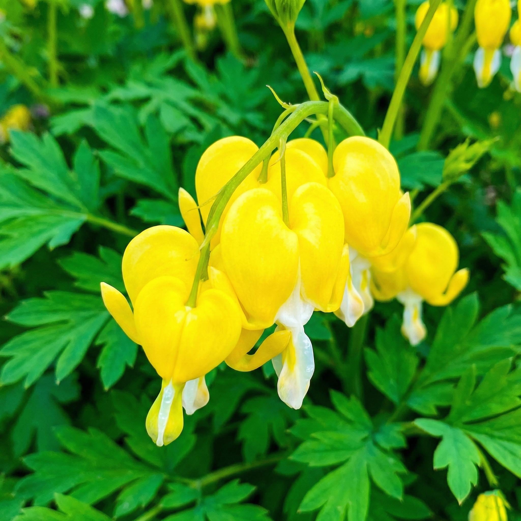 Sky Blue Yellow Heart Flower Seeds for Planting Bright Blooms Heirloom & GMO Free Seeds for Home Garden
Sale - Evergrowseeds