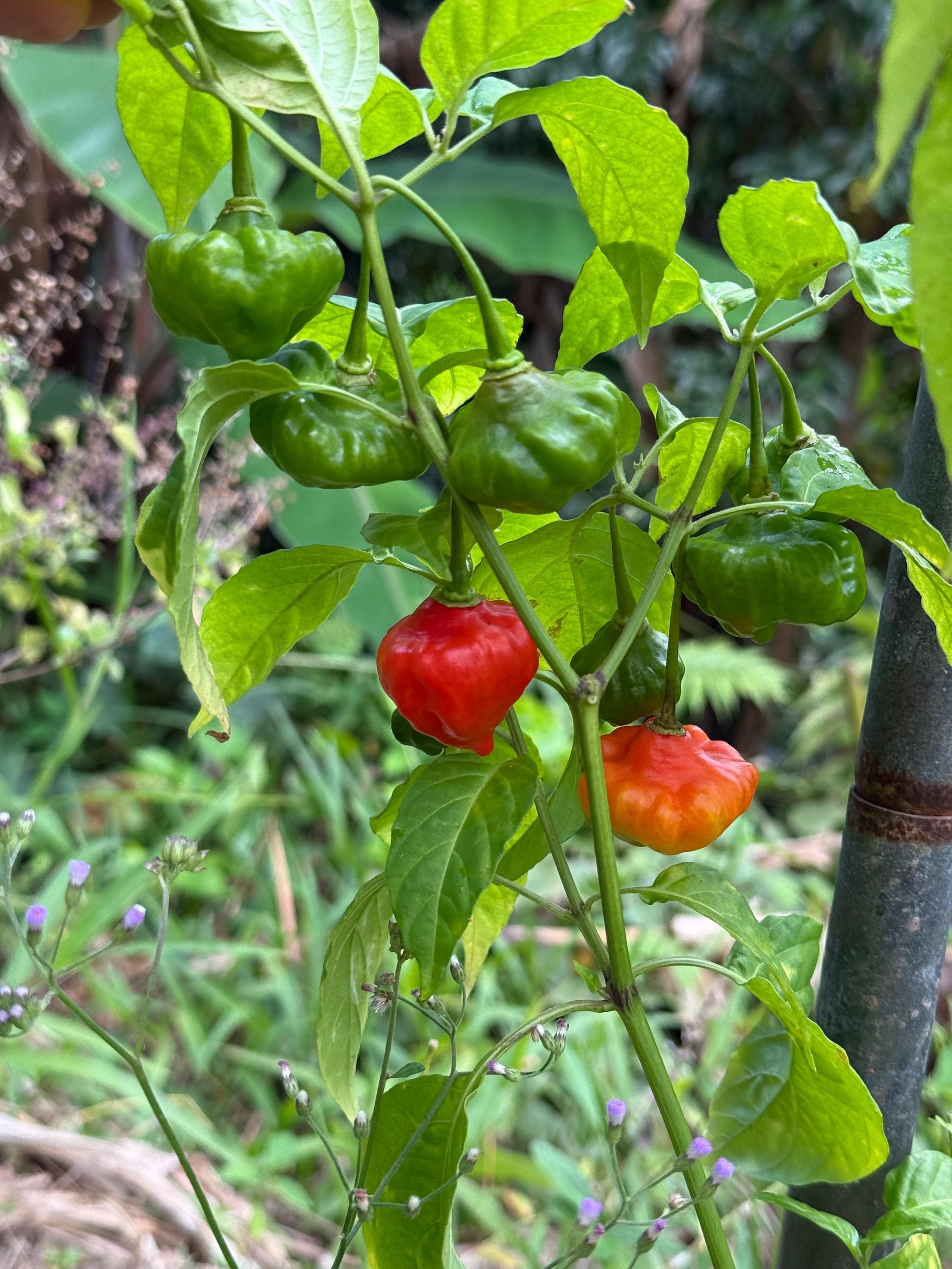 Ajicito Aji Dulce, Aji Gustoso, Cachucha Puerto Rican Sweet Pepper
