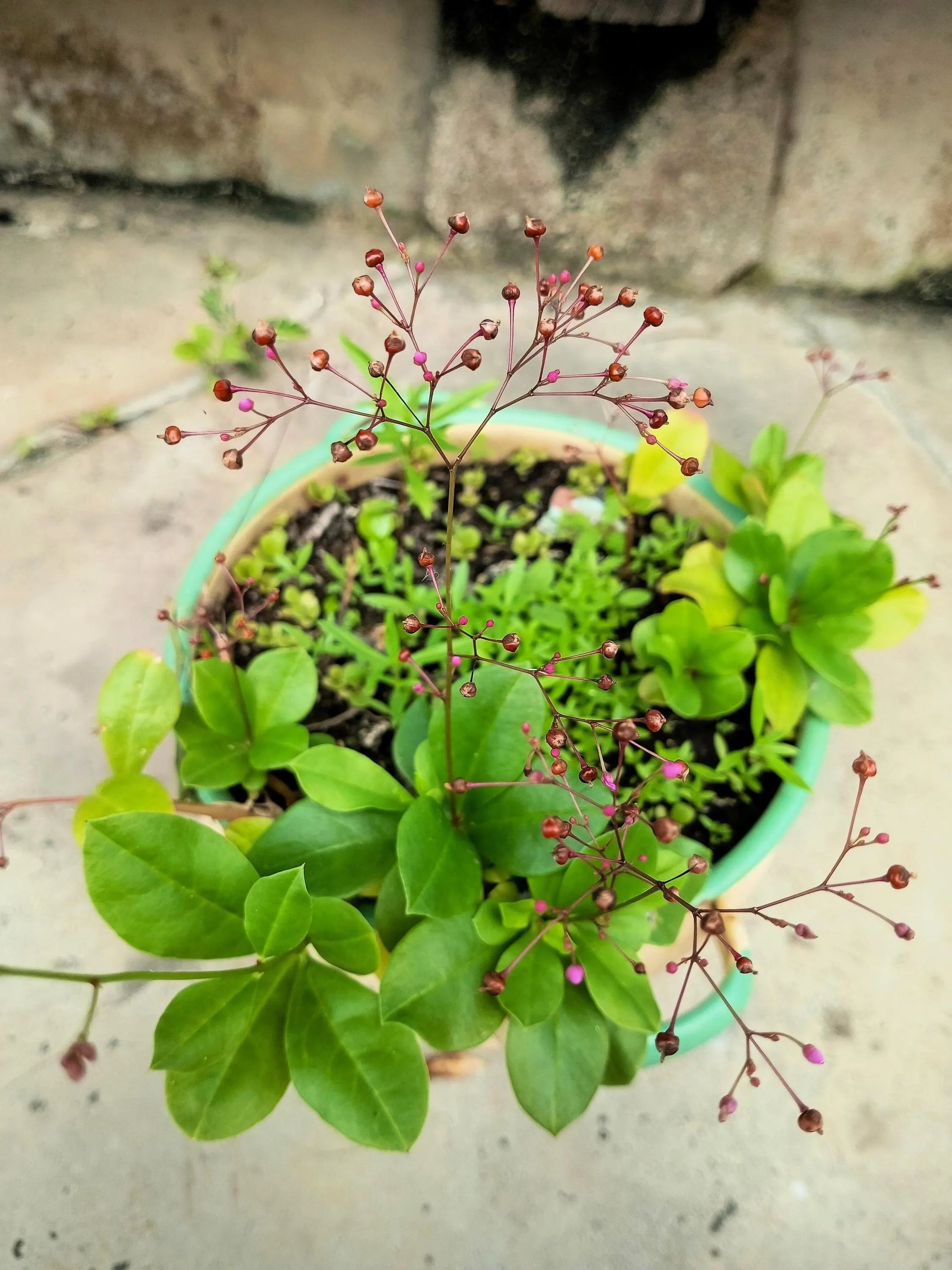 Talinum Paniculatum Flower seeds for Planting - Drought Tolerant, Heirloom & GMO Free Seeds for Home Garden Sale