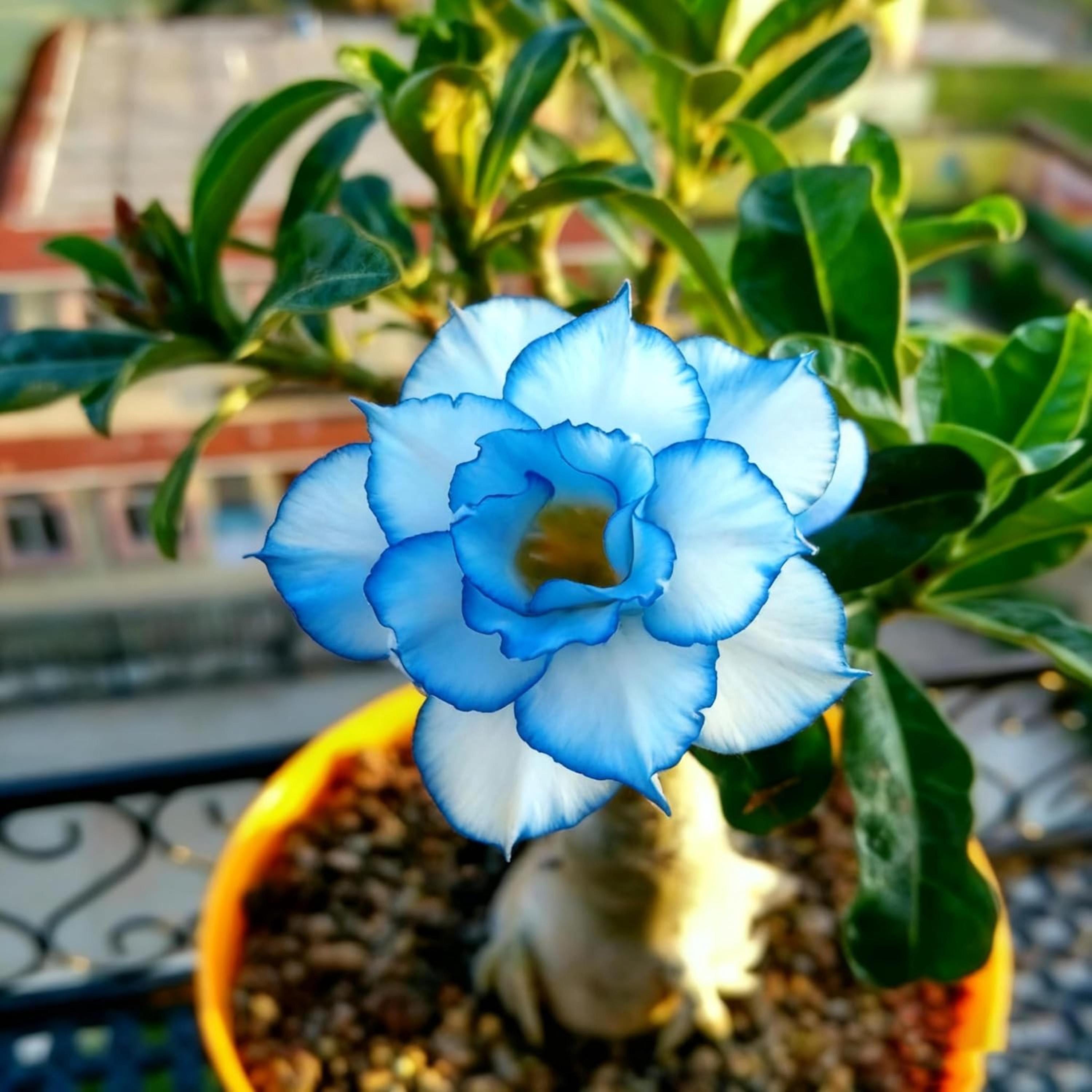 Sky Blue Adenium Obesum Seeds Flower seeds for Planting Low Maintenance Heirloom & GMO Free Seeds for Home Garden