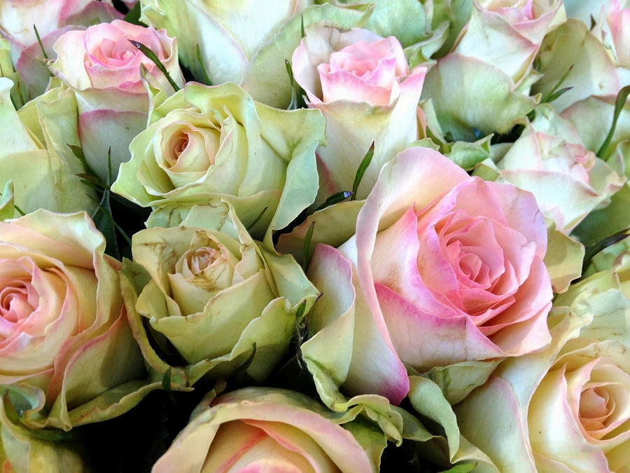 Green Pink Rose Heirloom Flower seeds for Planting - Bright Blooms, Heirloom & GMO Free Seeds for Home Garden