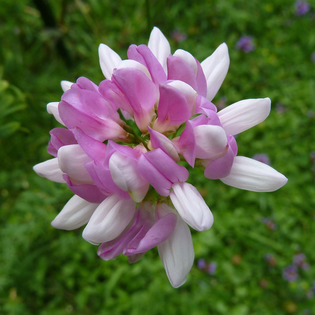 Pink Coronilla Flower seeds blooming in flower beds, containers, borders, and pollinator-friendly gardens