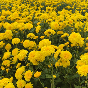 Yellow Chrysanthemum Flower seeds for Planting - Pollinator Friendly, Heirloom & GMO Free Seeds for Home Garden