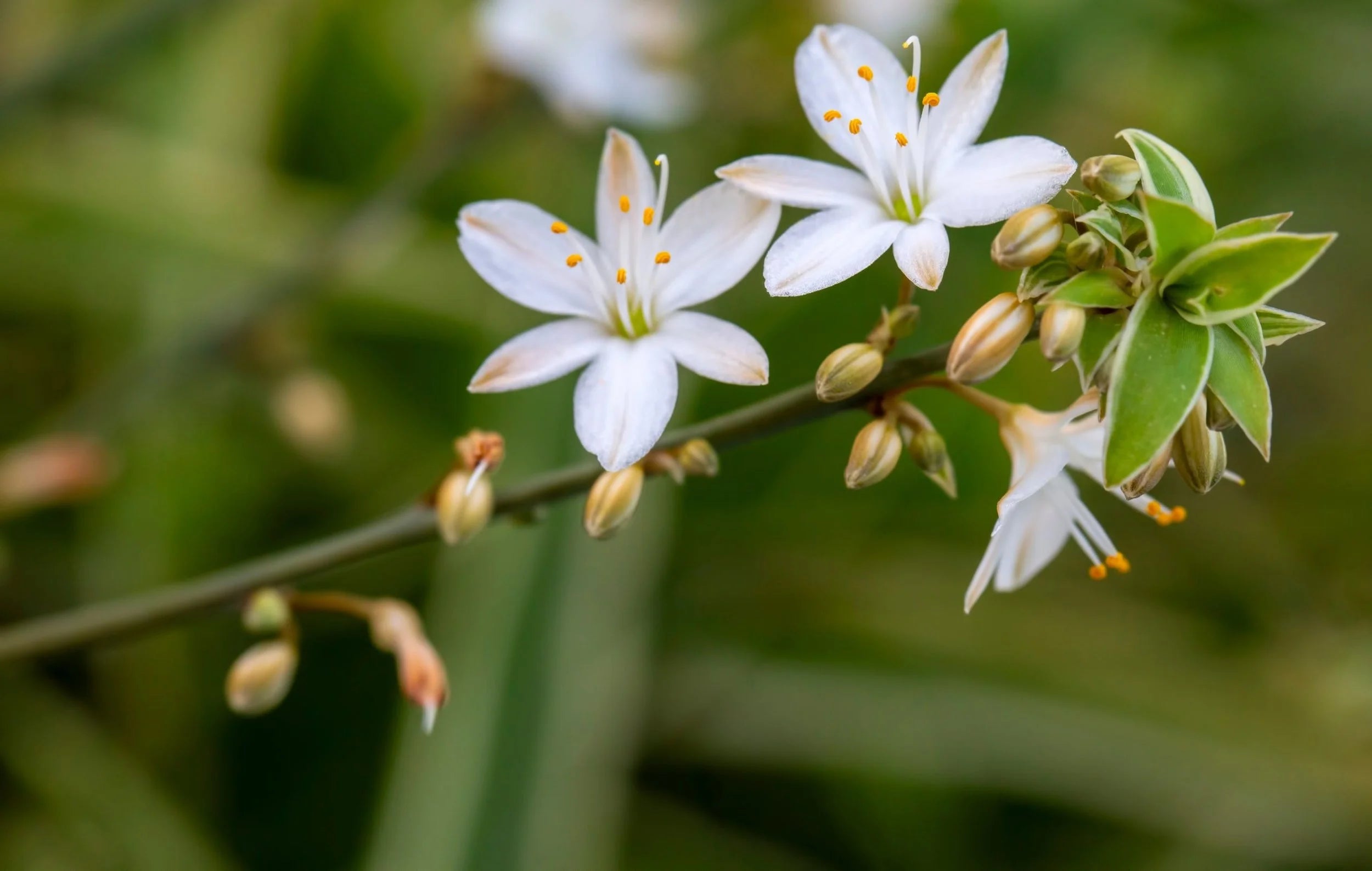 Heirloom Chlorophytum Flower seeds blooming in flower beds, containers, borders, and pollinator-friendly gardens