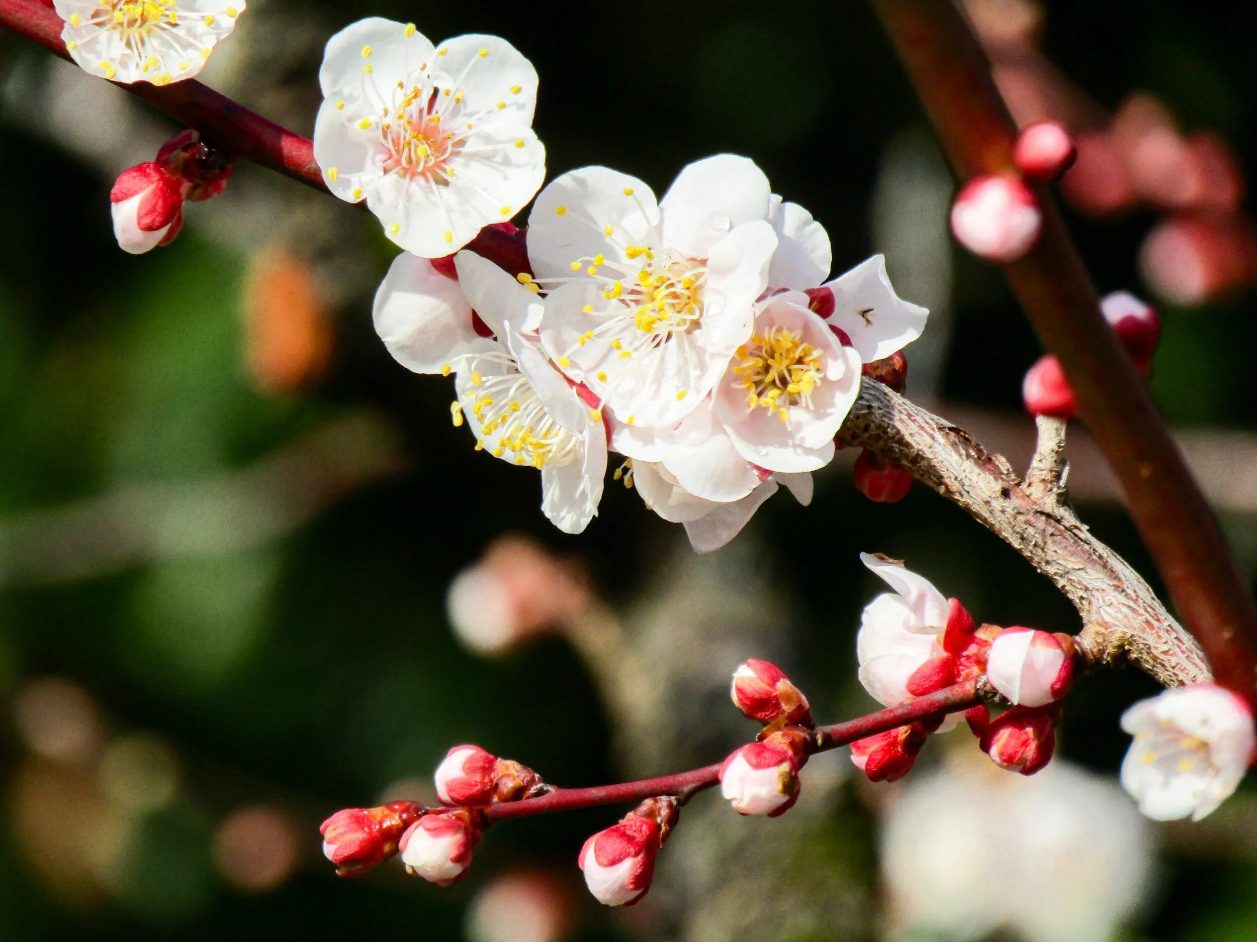 White Philadelphus Flower seeds for Planting - Hardy Variety, Heirloom & GMO Free Seeds for Home Garden