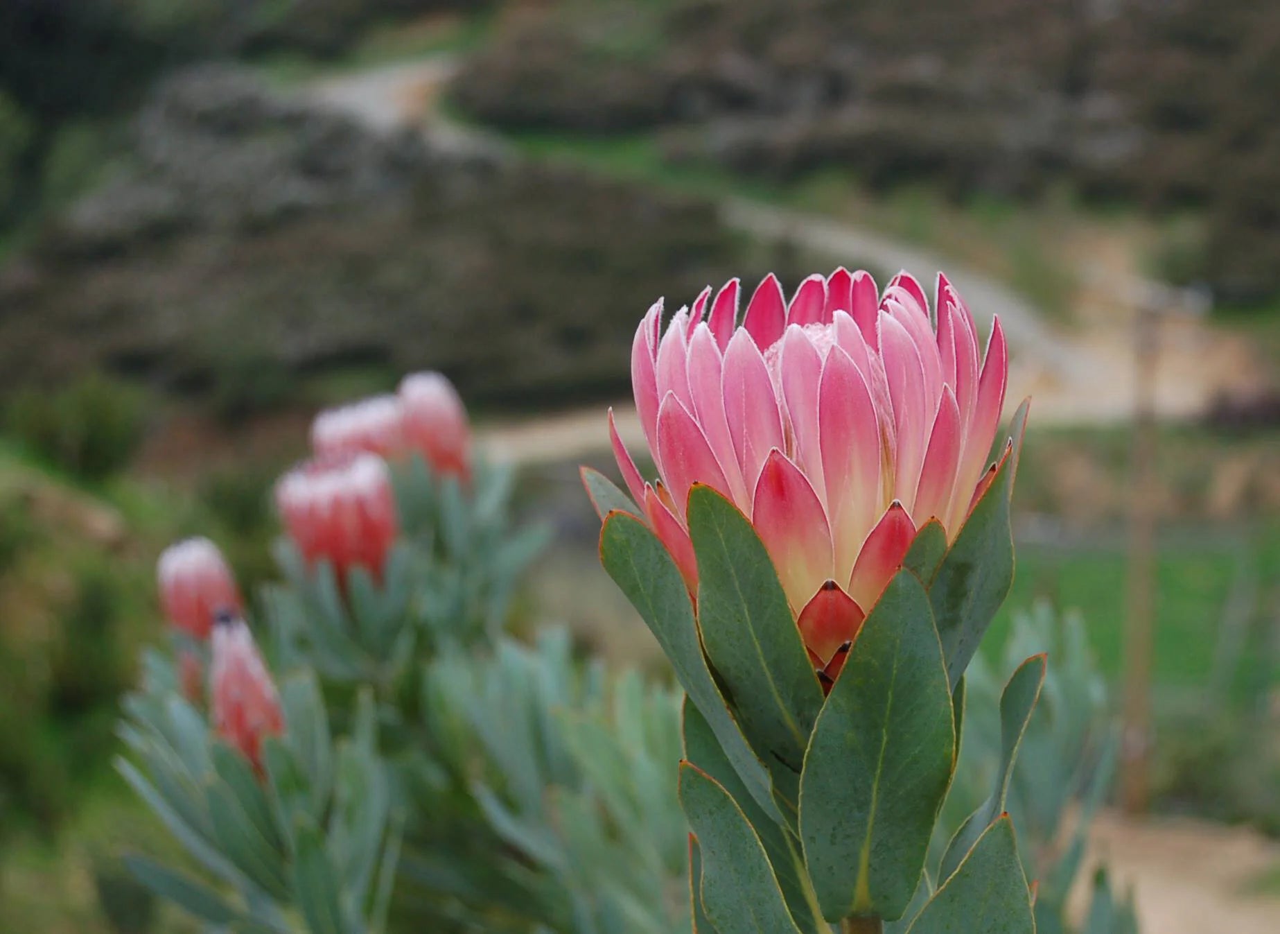 Protea Flower Planting Seed for Plantings for Planting for Vibrant Gardens Heirloom Non-GMO Seeds