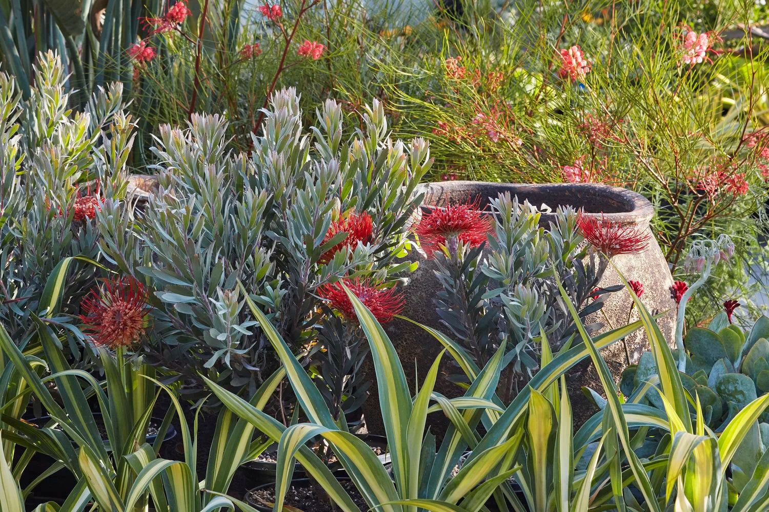 Protea Flower Planting Seeds for Vibrant Gardens