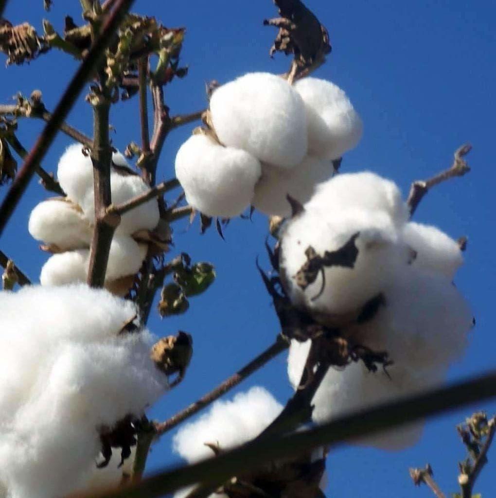 White Cotton Plant Seeds Planting Soft