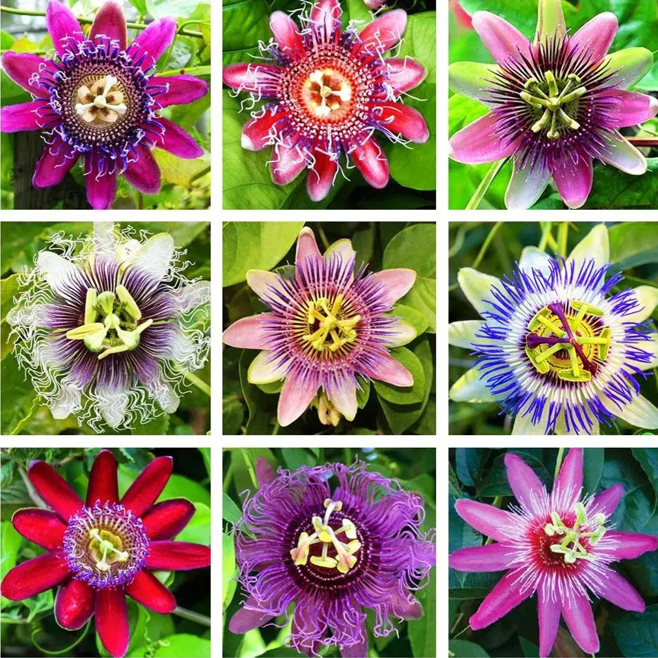 MultiColored Passion Flower seeds blooming in flower beds, containers, borders, and pollinator-friendly gardens