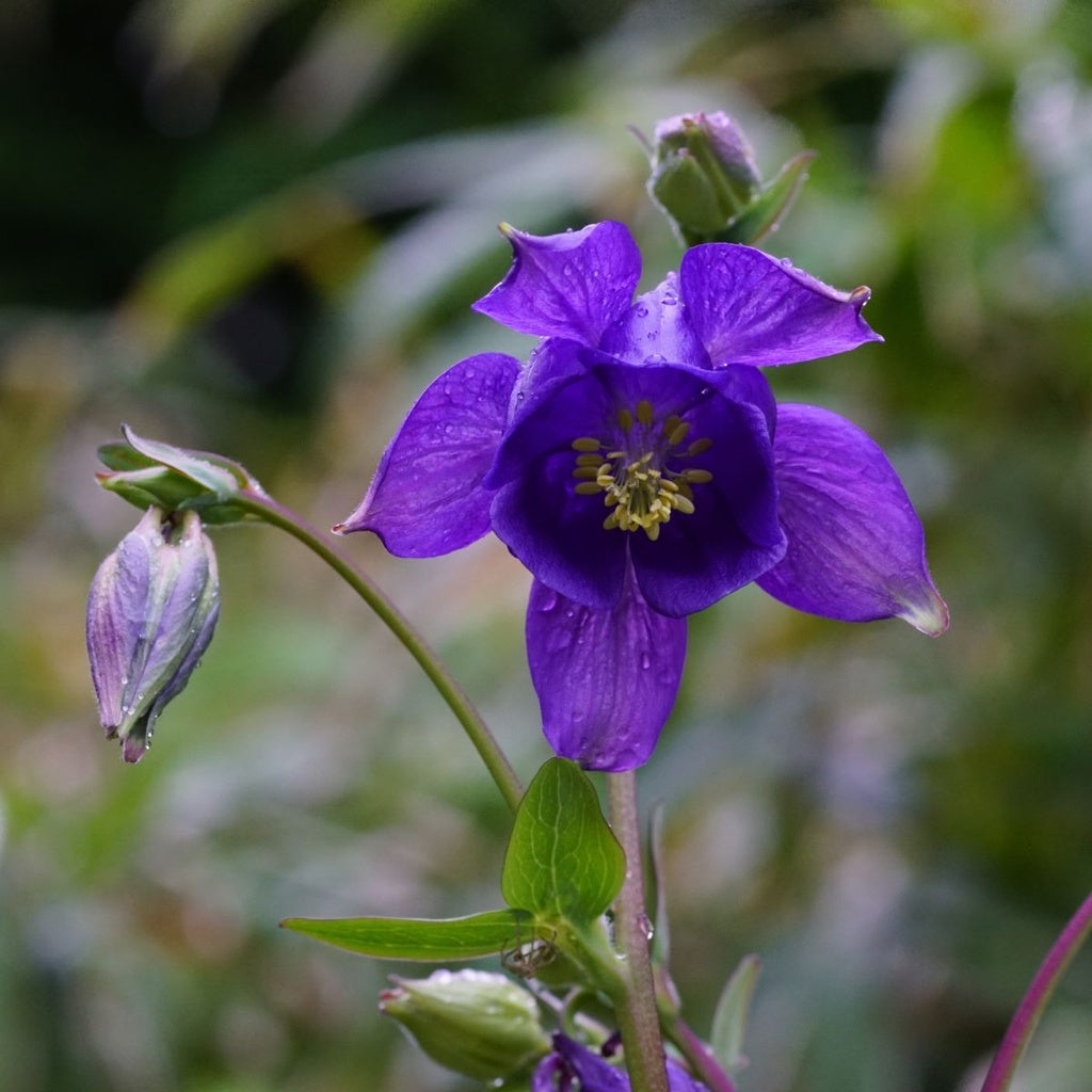 Blue Aquilegia Flower seeds for Planting - Compact Growth, Heirloom & GMO Free Seeds for Home Garden
Sale seeds for home garden