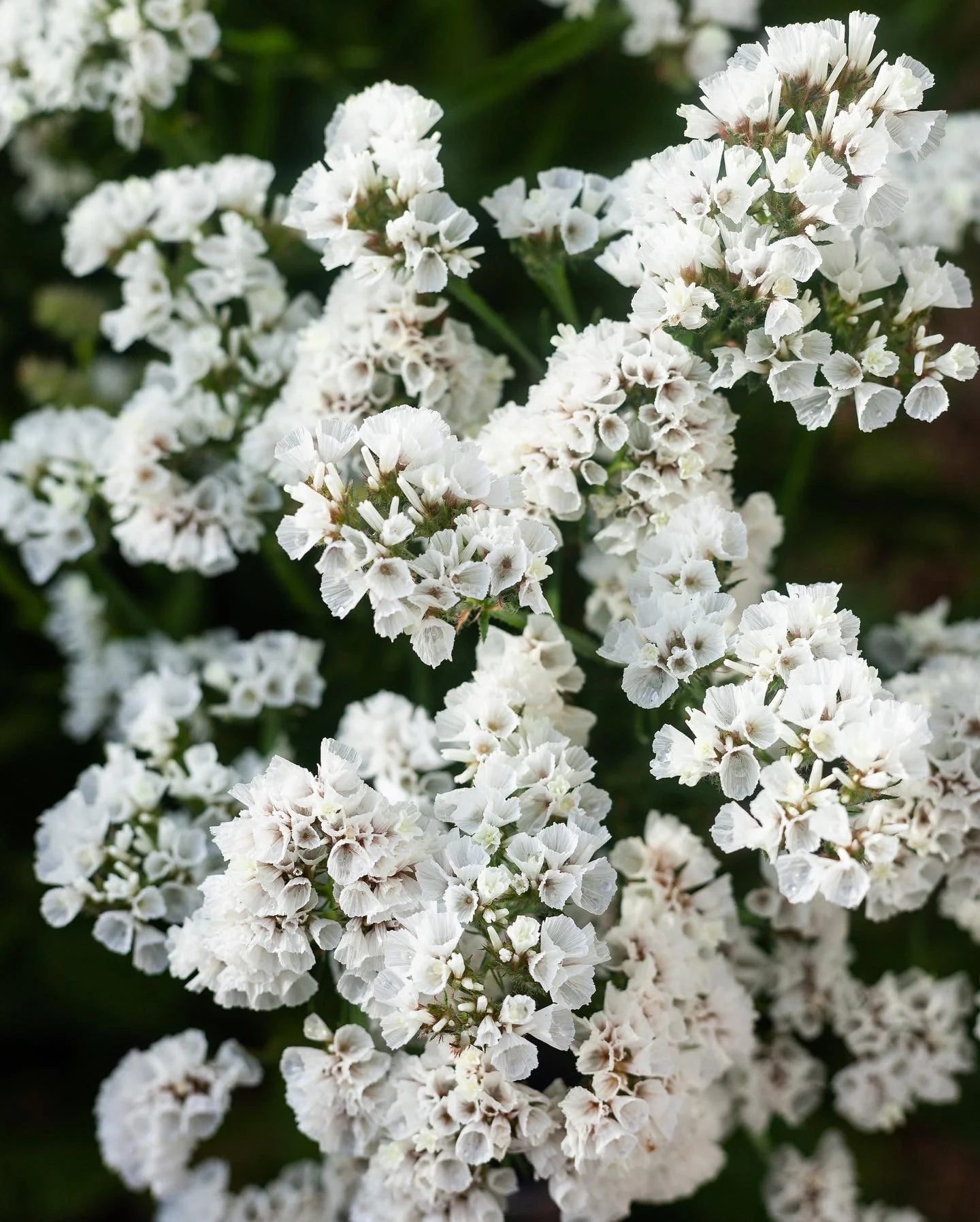Sea Lavender Flower seeds for Planting - Pollinator Friendly, Heirloom & GMO Free Seeds for Home Garden