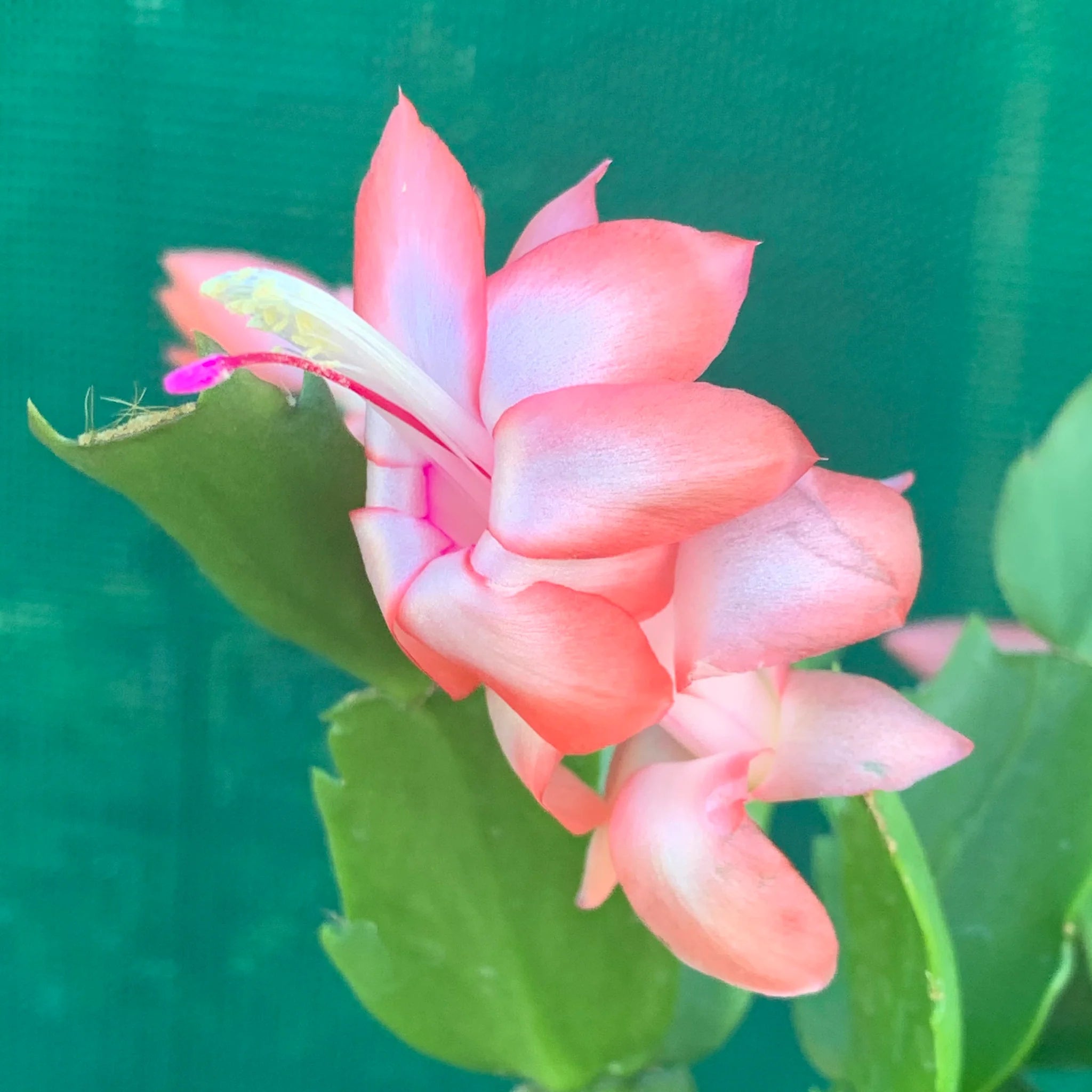 Schlumbergera Peach Flower seeds for Planting - Shade Tolerant, Heirloom & GMO Free Seeds for Home Garden
