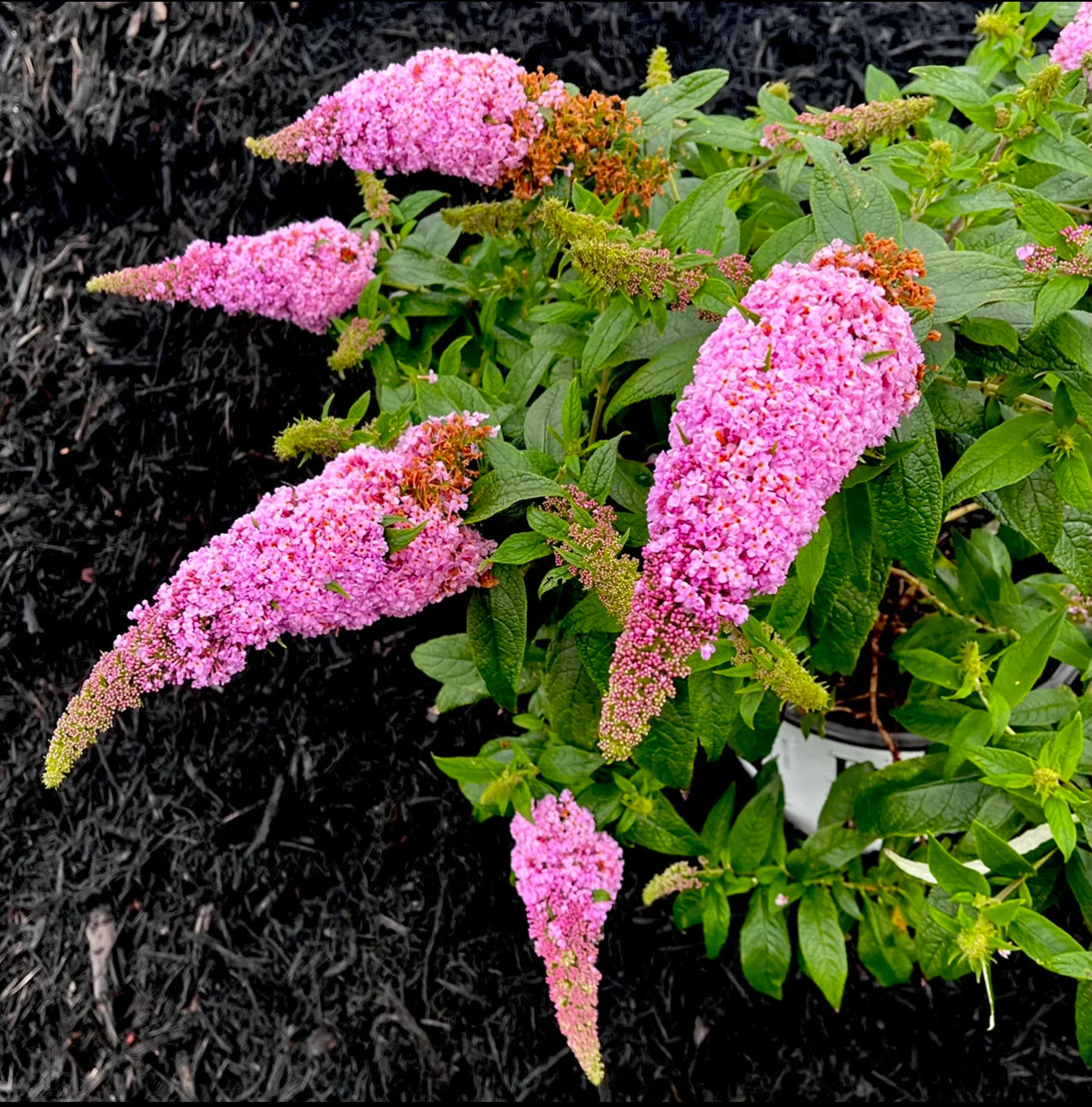 Pink Buddleia Butterfly Bush Flower seeds for Planting - Cottage Garden Essential, Heirloom & GMO Free Seeds for Home Ga