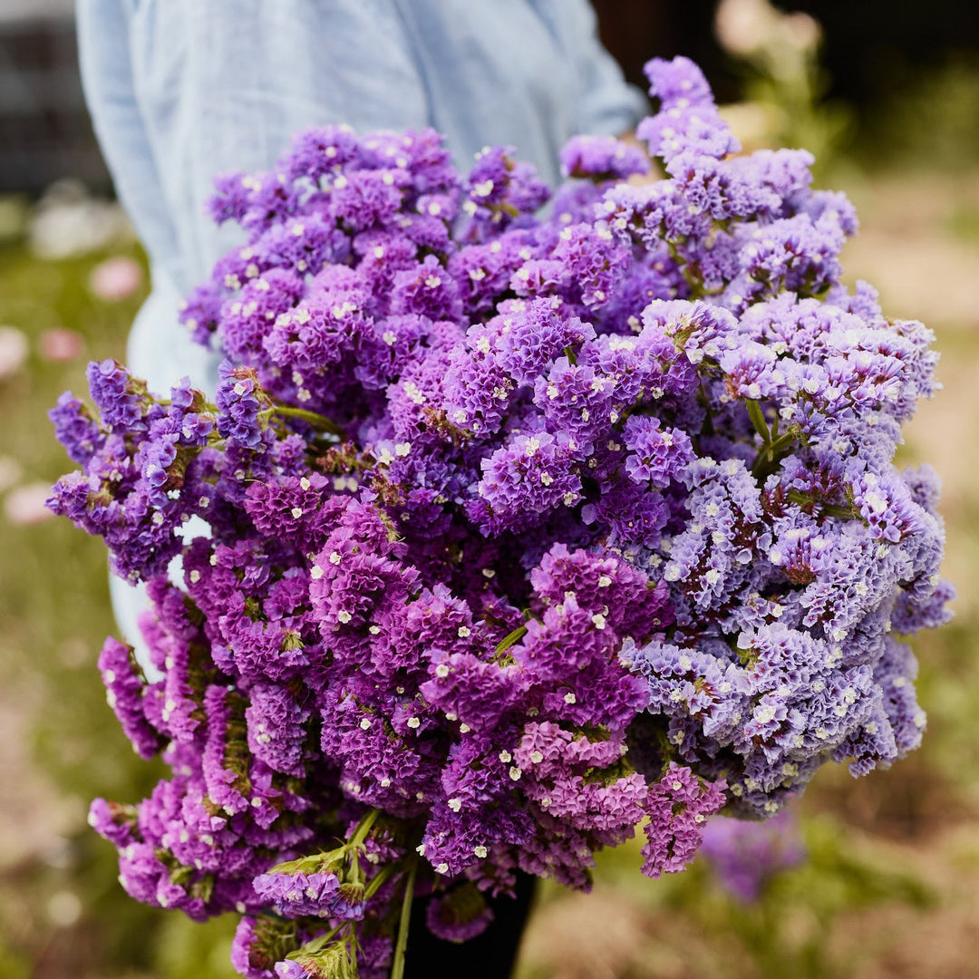 Statice Purple Anziehung Seed for Plantings for Planting for Stunning Purple Statice Flowers Heirloom Non-GMO Seeds