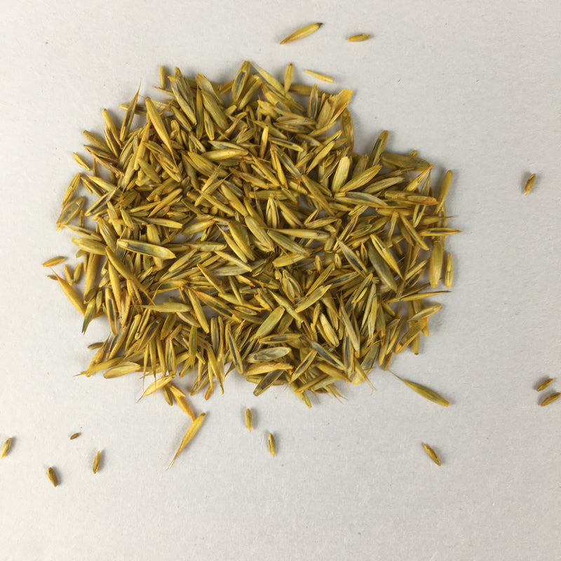 Grass Lawn Culinary Seeds for Planting - Non-GMO, Organic Garden Choice, High Germination Herb Seeds
