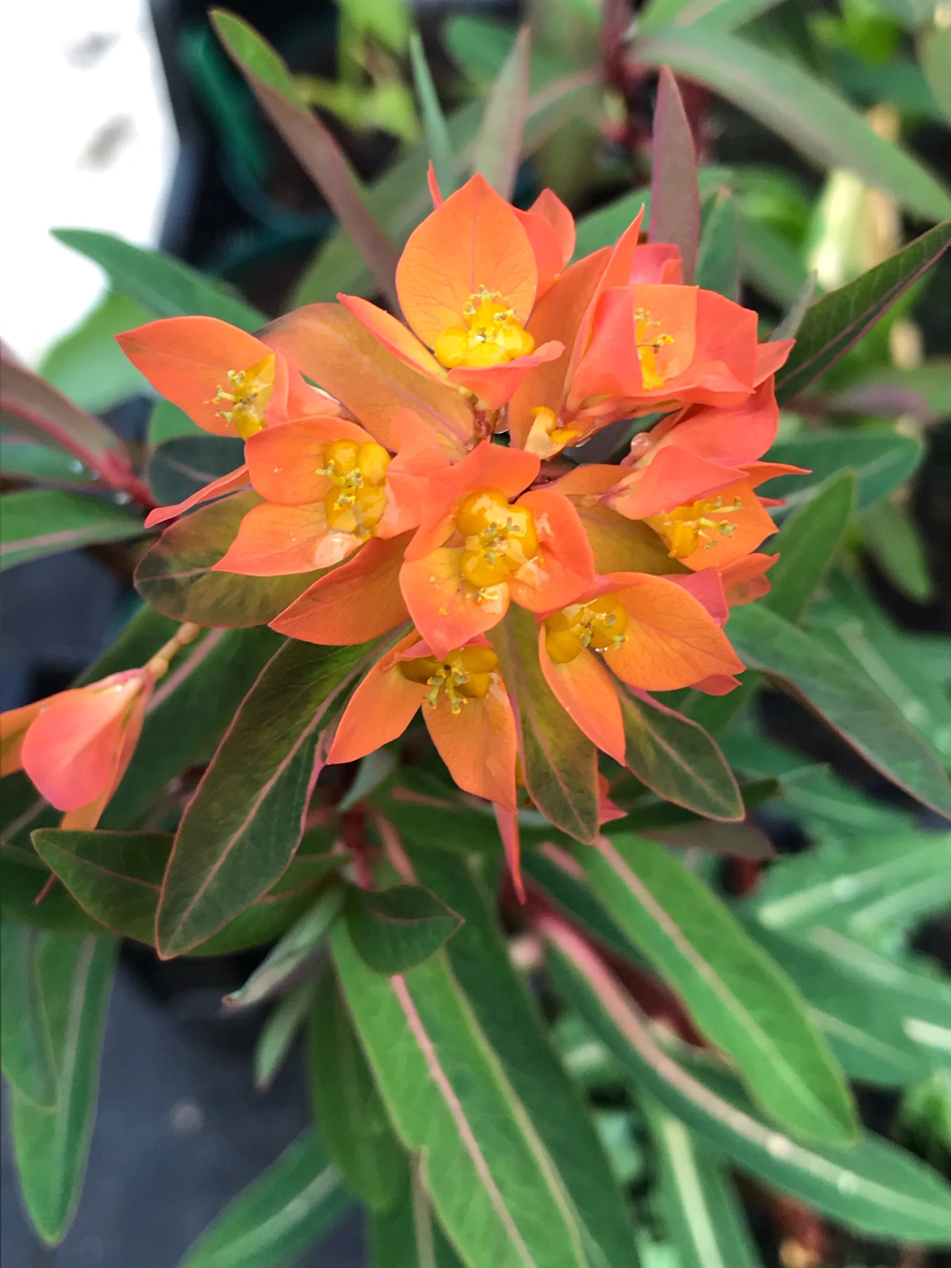 Red Griffithii Flower seeds for Planting - Wildflower Mix, Heirloom & GMO Free Seeds for Home Garden