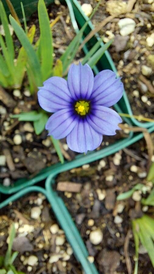 Sisyrinchium Montanum Blue-eyed Grass Seeds for Planting in Wildflower Garden