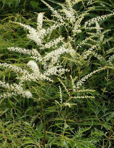 White Sumac Flower seeds for Planting - Drought Tolerant, Heirloom & GMO Free Seeds for Home Garden