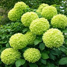 Premium Hydrangea Seeds Dark Green Flowers for Your Garden