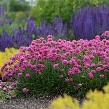 Armeria Maritima Flower Seeds for Planting: Vibrant Groundcover for Beautiful Coastal Gardens