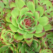 Sempervivum Flower Seeds for Planting Seed for Hardy Succulent Growth