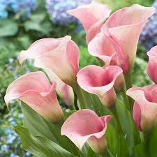 Light Pink Calla Flower Seeds for Planting Shade Tolerant Heirloom & GMO Free Seeds for Home Garden
Sale