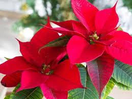 Euphorbia Pulcherrima Flower seeds for Planting - Cut Flower Favorite, Heirloom & GMO Free Seeds for Home Garden