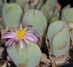 Green Conophytum Ernianum Flower Seeds | Unique Planting Seeds for Your Garden - Evergrowseeds