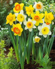 Blue Yellow Daffodils Flower seeds for Planting - Premium Quality, Heirloom & GMO Free Seeds for Home Garden