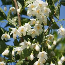 Snowbell Tree Seeds Planting Guide