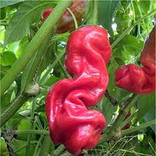 Hot Peter Pepper Vegetable Seeds for Garden Planting