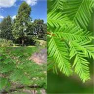Plant Dawn Redwood Seeds - Step-by-Step Growing Instructions