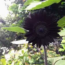 Black Giant Sunflower Seeds for Planting Fragrant Blossoms Heirloom & GMO Free Seeds for Home Garden
Sale