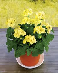 Green Univalve Geranium Flower Seeds for Planting Sun Loving Heirloom & GMO Free Seeds for Home Garden
Sale