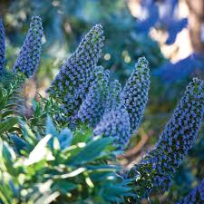 Blue Fastuosum Flower Seeds: Planting Guide & Tips