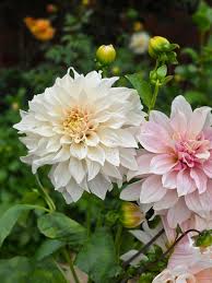 Cream Dahlia Flower Seeds for Planting Hardy Variety Heirloom & GMO Free Seeds for Home Garden
Sale