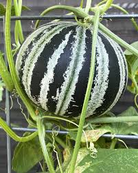 Mixed Kajari Melon Seeds for Planting