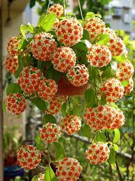 Light Orange Hoya Flower Seeds for Planting Wildflower Mix Heirloom & GMO Free Seeds for Home Garden
Sale