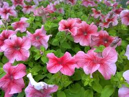 Light Pink Red Petunia Flower Seeds for Planting Heirloom NONGMO Easy Grow Garden Blooms Easy to Grow
Sale