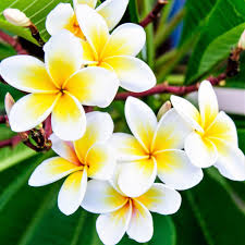 Yellow Egg Flower Seeds: Perfect for Planting & Gardening