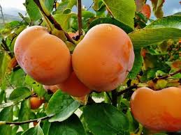 Diospyros Kaki Seeds for Planting