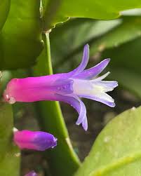 Violet Zygocactus Truncatus Flower seeds for Planting - Compact Growth, Heirloom & GMO Free Seeds for Home Garden