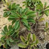 Green Euphorbia Duranii Flower seeds for Planting - Compact Growth, Heirloom & GMO Free Seeds for Home Garden